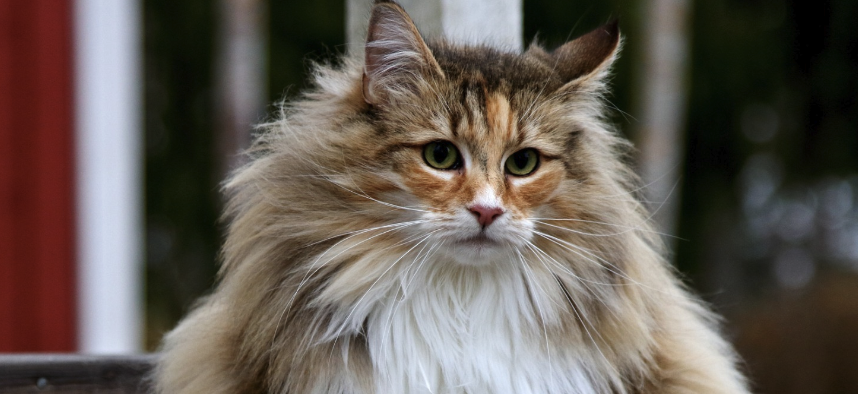 挪威森林猫的品种