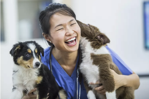 新的细小病毒治疗为生病的小狗带来了希望